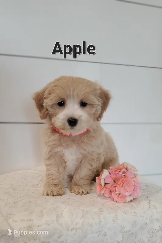Apple – Coton de Tulear, Poodle - Miniature  puppy for sale in Penn Yan, NY