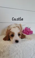 Castle, a male Cavapoo for sale in Penn Yan, NY – 1 of 2