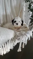 Willow, a female Cavapoo and Poodle - Miniature  for sale in Penn Yan, NY – 2 of 3