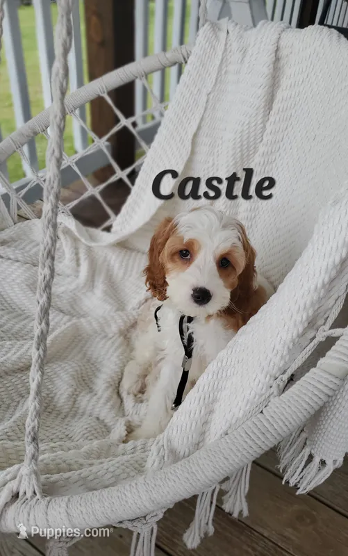 Castle – Cavapoo puppy for sale in Penn Yan, NY