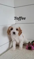 Toffee, a male Cavapoo for sale in Penn Yan, NY – 2 of 4