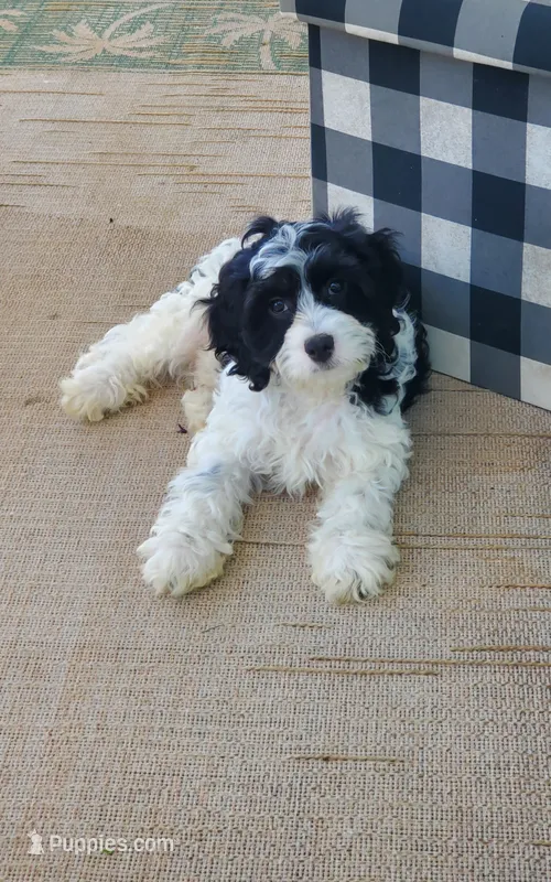 Domino  – Cavapoo puppy for sale in Penn Yan, NY