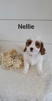 Nellie, a female Cavapoo for sale in Penn Yan, NY – 2 of 3