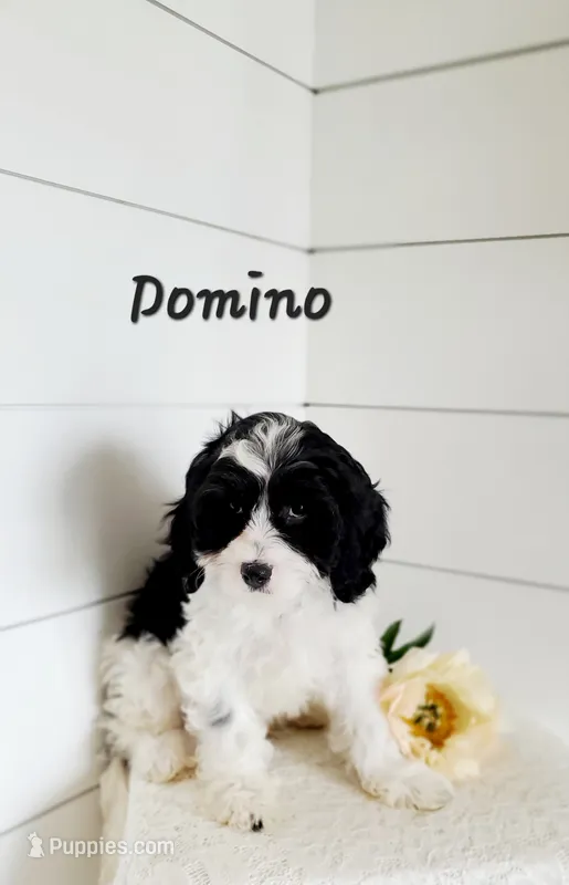 Domino  – Cavapoo puppy for sale in Penn Yan, NY