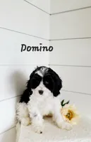 Domino , a male Cavapoo for sale in Penn Yan, NY – 1 of 1