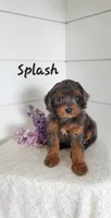 Splash, a male Cavapoo and Poodle - Miniature  for sale in Penn Yan, NY – 2 of 3