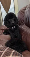 Jett (has cat allergry), a male Poodle - Standard  for sale in De Kalb, TX – 2 of 2