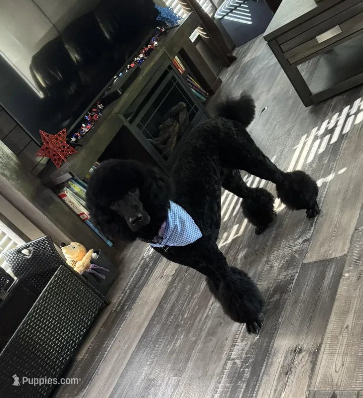 Jett (has cat allergry) – Poodle - Standard  puppy for sale in De Kalb, TX