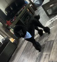 Jett (has cat allergry), a male Poodle - Standard  for sale in De Kalb, TX – 1 of 2