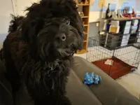 Umka, a female Cavapoo for sale in Cleveland, OH – 3 of 3