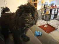 Umka, a female Cavapoo for sale in Cleveland, OH – 2 of 3