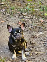 Reese, a female French Bulldog for sale in Salisbury, NC – 3 of 3