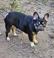 Reese, a female French Bulldog for sale in Salisbury, NC – 2 of 3