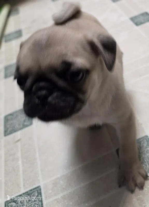 Puggie – Pug puppy for sale in Salisbury, NC