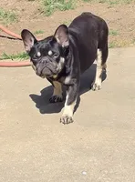 Reese, a female French Bulldog for sale in Salisbury, NC – 1 of 3