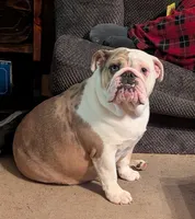 Sadie, a female English Bulldog for sale in Salisbury, NC – Photo 1 of 2