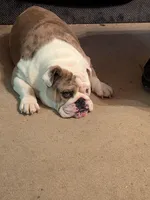 Sadie, a female English Bulldog for sale in Salisbury, NC – Photo 2 of 2