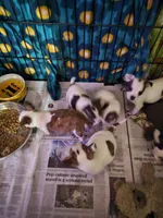 Bo-Chi, a female Chihuahua for sale in Salisbury, NC – Photo 3 of 3