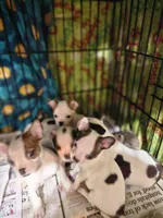 Bo-Chi, a female Chihuahua for sale in Salisbury, NC – Photo 2 of 3