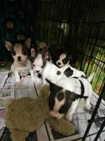 Bo-Chi, a female Chihuahua for sale in Salisbury, NC – Photo 1 of 3