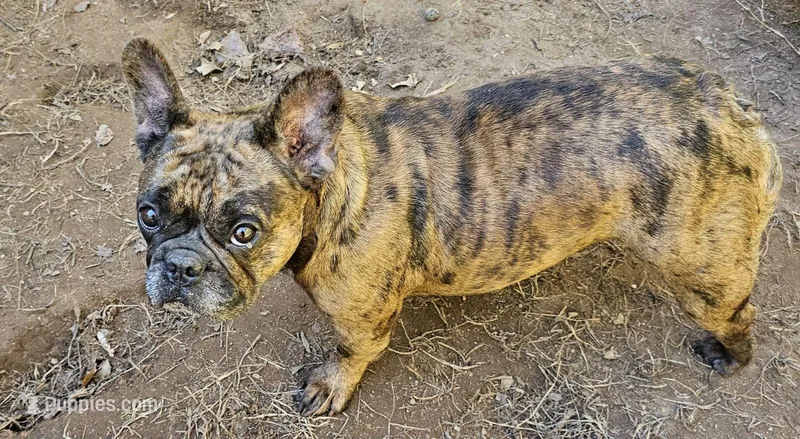Saga, a female French Bulldog for sale in Salisbury, NC – Photo 1 of 1