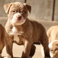 processed/653ebe80-048a-4cd6-afd9-03cfd9a3e36a/facility/8b08c4dc-8d3b-46f0-97a6-1f29baae9761