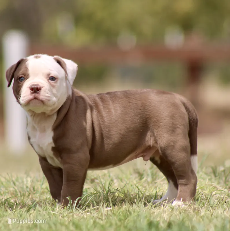Crunch – American Bulldog puppy for sale in Clovis, NM