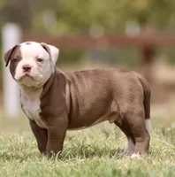 Crunch, a male American Bulldog for sale in Clovis, NM – 1 of 3