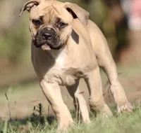Gypsy, a female American Bulldog for sale in Clovis, NM – 2 of 2