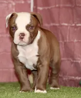 Doc, a male American Bulldog for sale in Clovis, NM – 8 of 10