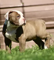 Doc, a male American Bulldog for sale in Clovis, NM – 4 of 10