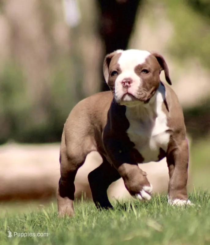 Doc – American Bulldog puppy for sale in Clovis, NM