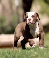 Doc, a male American Bulldog for sale in Clovis, NM – 1 of 10