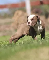 Doc, a male American Bulldog for sale in Clovis, NM – 6 of 10