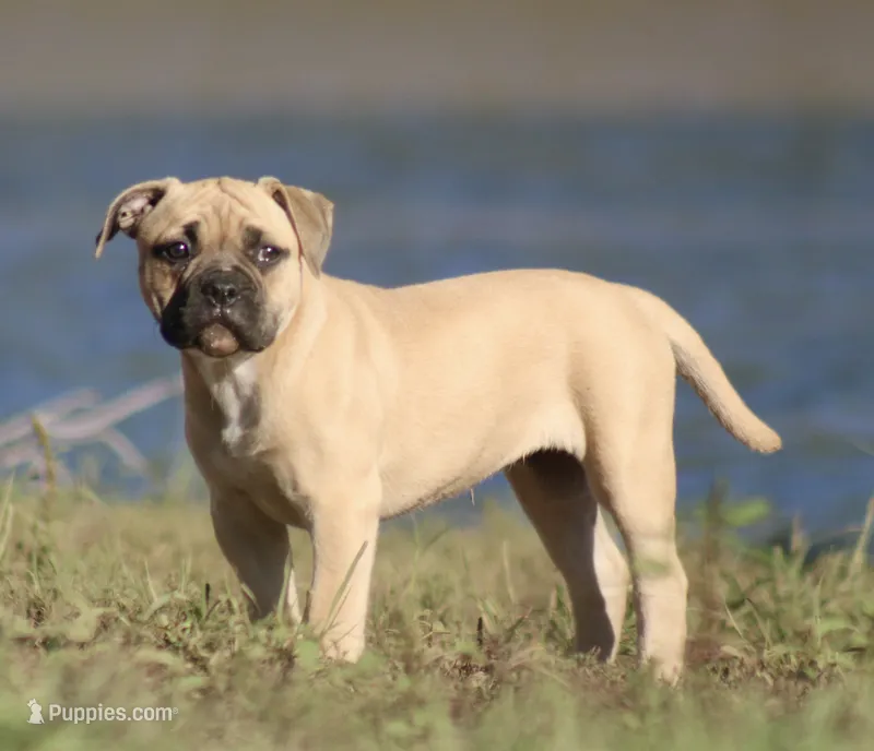 Gypsy, a female American Bulldog for sale in Clovis, NM – 1 of 2