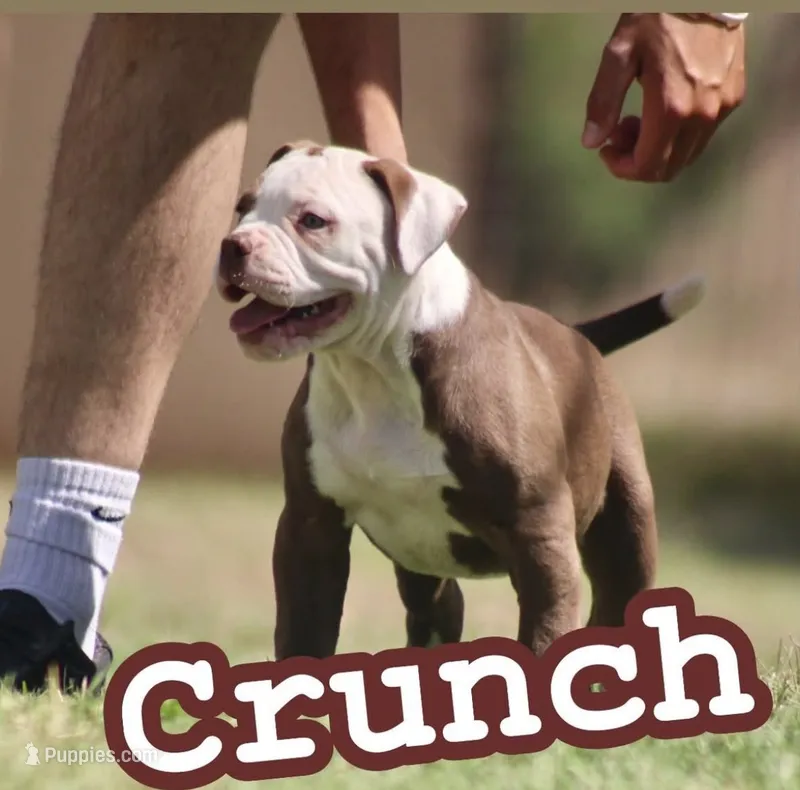 Crunch – American Bulldog puppy for sale in Clovis, NM