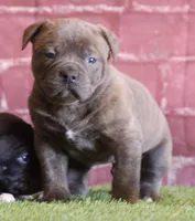 Steel, a male American Bulldog for sale in Clovis, NM – Photo 2 of 3