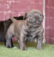 Steel, a male American Bulldog for sale in Clovis, NM – Photo 1 of 3