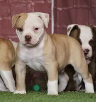 Swift, a male American Bulldog for sale in Clovis, NM – 5 of 8