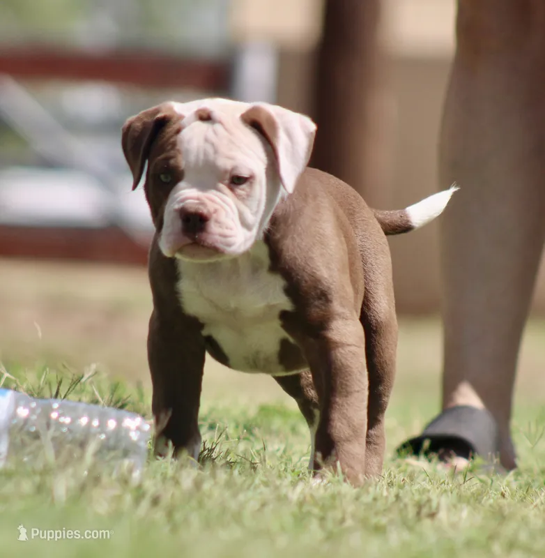 Crunch – American Bulldog puppy for sale in Clovis, NM