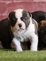 Nova, a female American Bulldog for sale in Clovis, NM – Photo 2 of 3