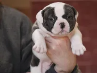 Nova, a female American Bulldog for sale in Clovis, NM – Photo 1 of 3