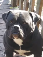 Nova, a female American Bulldog for sale in Clovis, NM – Photo 3 of 3