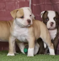Swift, a male American Bulldog for sale in Clovis, NM – 6 of 8