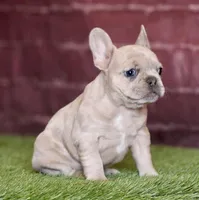 Onyx, a male French Bulldog for sale in Clovis, NM – Photo 2 of 2