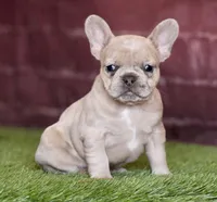 Onyx, a male French Bulldog for sale in Clovis, NM – Photo 1 of 2