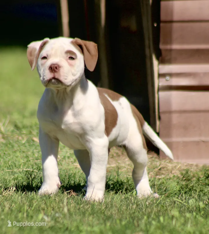 Reddington, a male American Bulldog for sale in Clovis, NM – 1 of 5