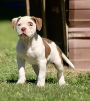 Reddington, a male American Bulldog for sale in Clovis, NM – 1 of 5