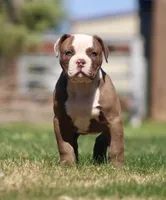 Doc, a male American Bulldog for sale in Clovis, NM – 3 of 10