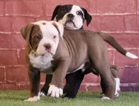 Crunch, a male American Bulldog for sale in Clovis, NM – 2 of 3